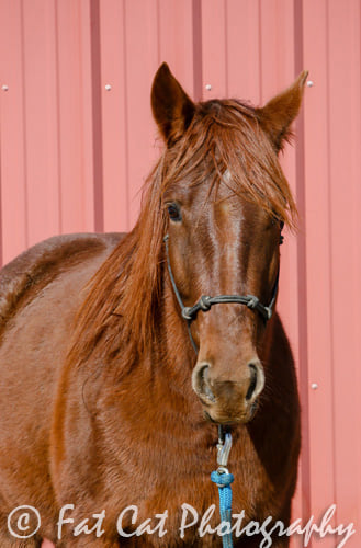 Irish Red